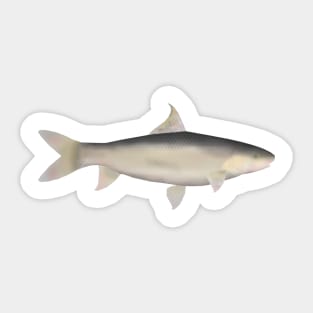 Small Scale Mud Carp Sticker